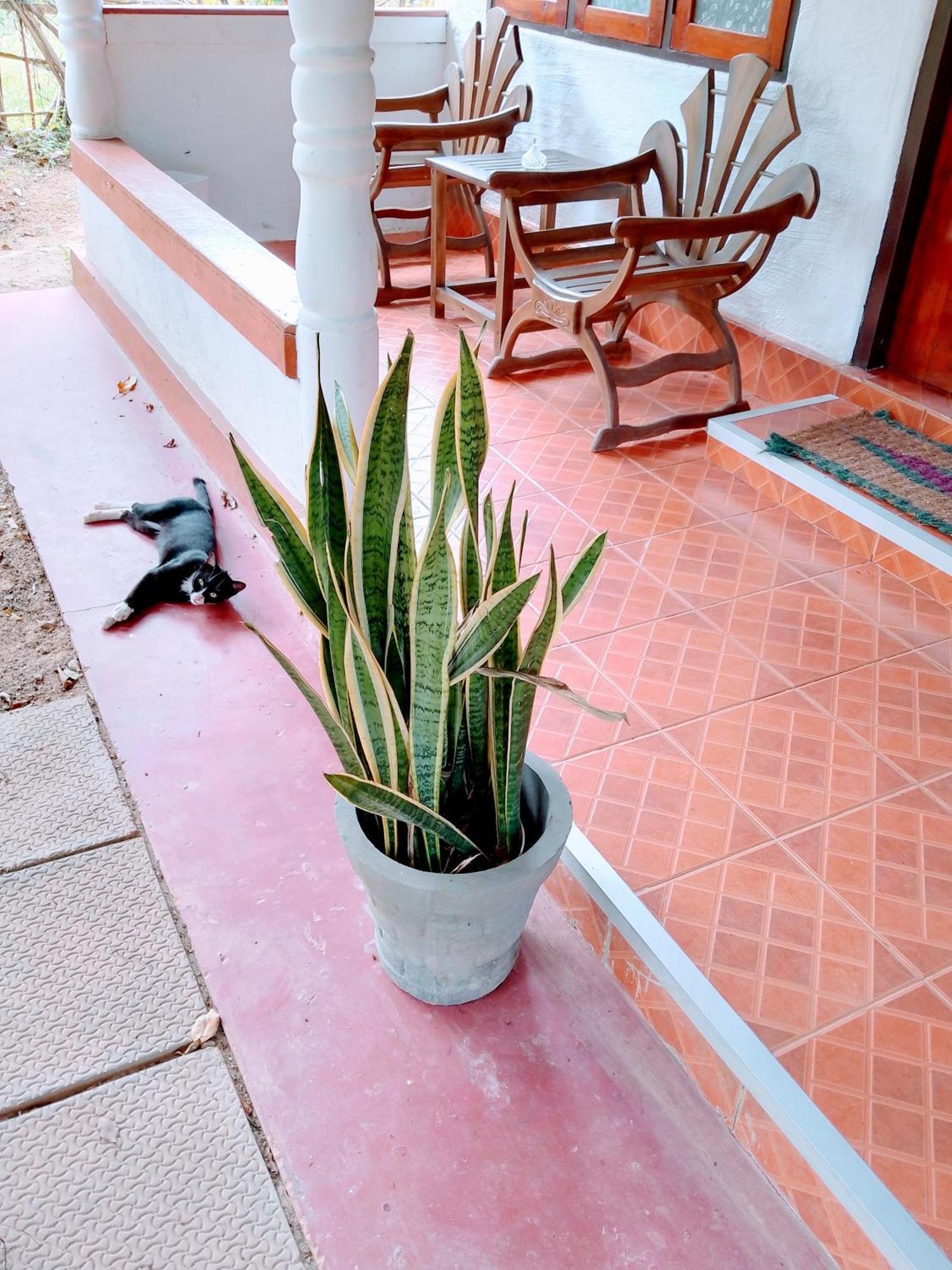 Area 51 Hotel Mirissa Ngoại thất bức ảnh